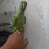 طوطی ملنگو فول دستی سخنگو
