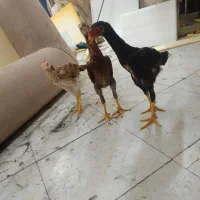 جوجه لاری