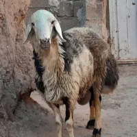 شیشک فروشی