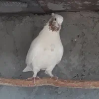 ماهروخ گرفتنی