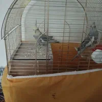 عروس هلندی جفت
