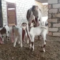 بز 3قلوزا پاکستانی
