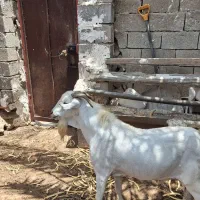نر سومال