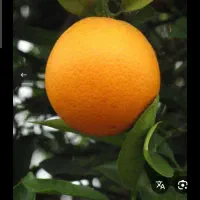 نارنج فروشی