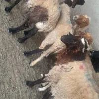 حمیدیه
