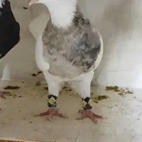 طوق ۲رنگ