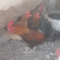 خروس محلی اصل