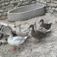اردک مرواریدی و پروازی