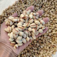 فروش پسته و مغز پسته|عمده‌فروشی|رامسر, |دیوار