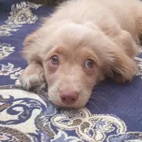 سگ نژاد گلدن رتریور نر