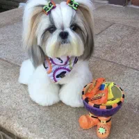 سگ شیتزو|سگ|قزوین, |دیوار