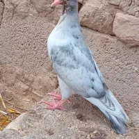 کبوتر|پرنده|جغتای, |دیوار