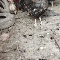 مرغ خروس بوقلمون