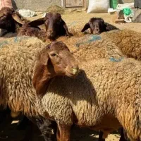 200 راس میش افشار