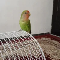طوطی برزیلی سالم