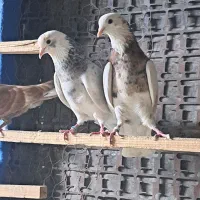 کبوتر