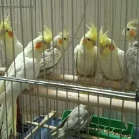 فروش فوری عروس هلندی