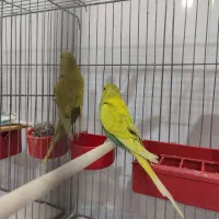 حراج تعدادی پرنده فنچ قناری مرغ عشق دورگ