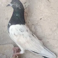 کبوتر