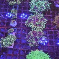 آکواریوم آبشور آب شور