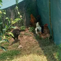 مرغ خروس محلی