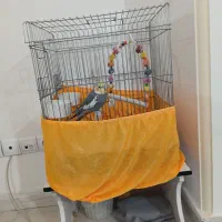 عروس هلندی