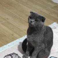 گربه اسکاتیش بلو برای جفت گیری ماده