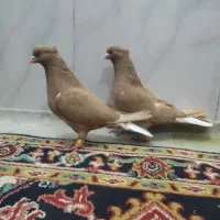 زرد دم سفید کاکولی (ساری آغ قویروخ)
