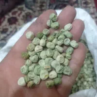 بذر نخود فرنگی پفکی