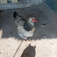 مرغ برهما