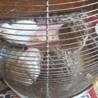 فروش