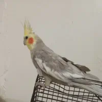 2 عدد عروس هلندی آموزش دیده جوان