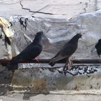 کفتر|پرنده|اهر, |دیوار