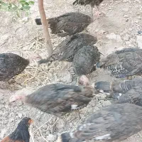 بوقلمون برنزه محلی