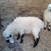 دوتا بره ماده فروشی