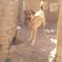 سگ سرابی