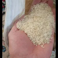برنج هندی مزرعه ما فجر