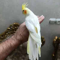 عروس هلندی از نسل سخنگو