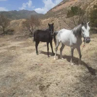مادیان و کره