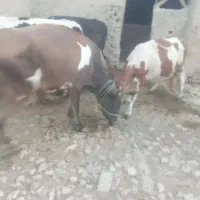 گاو جوان داشتی