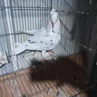 کبوتر رنگی و المانی سرور