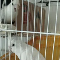 جفت عروس البینو|پرنده|بندر کنگان, |دیوار