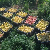 اجاره باغ 50 من محلی