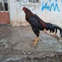 حیوانات