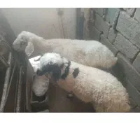 فروشی گوسفند دارم