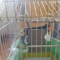 عروس هلندی نر و ماده کشیده