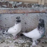 ۴جفت نر وماده پرشی درجه یک