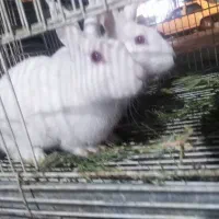 خرگوش