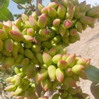 فروش خط دائمی 09133563652 تو چهار کلید شماره گیری