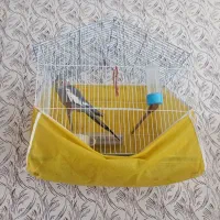 عروس هلندی